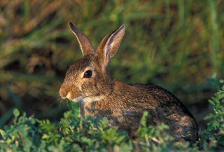 Eastern Cottontail Rabbit