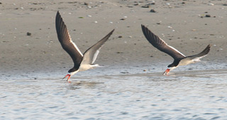 Black Skimmers