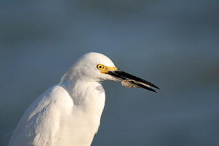 Snowy Egret