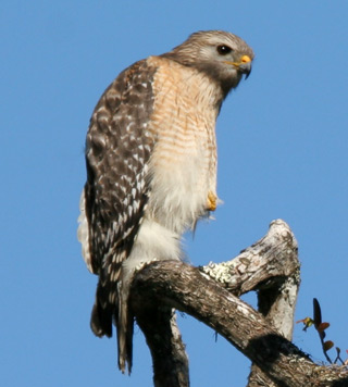 Red-shouldered Hawk