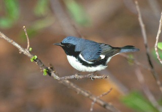 Black-throated Blue Warbler