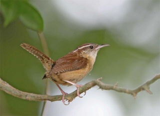 Carolina Wren