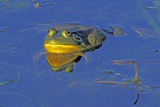 Bullfrog