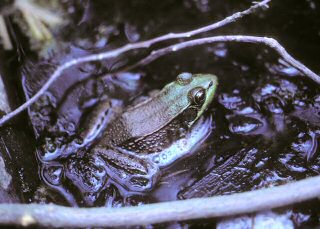 Green Frog