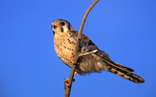 American Kestrel