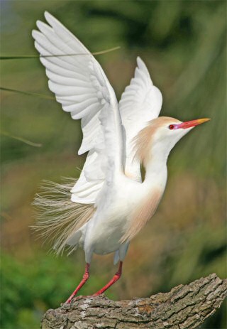 Cattle Egret in full breeding plumage