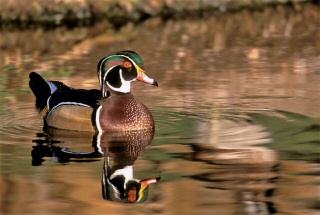 Male Wood Duck