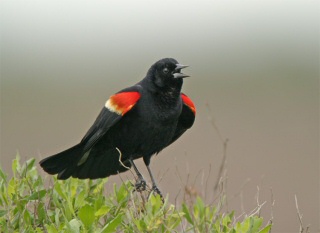 Male Red-winged Blackbird
