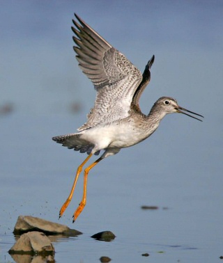 Greater Yellowlegs