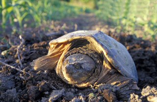 Snapping Turtle