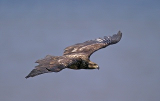 Immature Bald Eagle