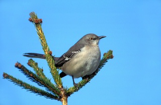 Northern Mockingbird