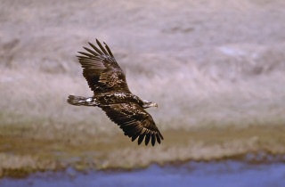 Immature Bald Eagle