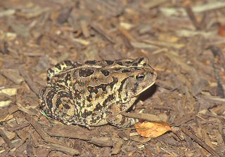 Woodhouse's Toad