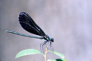 Ebony Jewelwing Damselfly