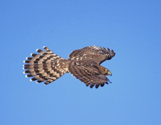 Cooper's Hawk