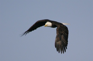 Adult Bald Eagle