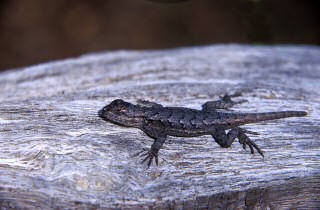 Fence Lizard