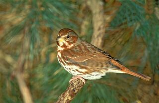 Fox Sparrow