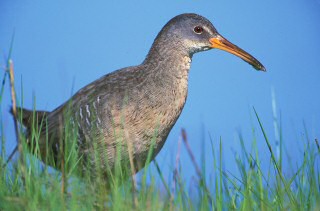 Clapper Rail