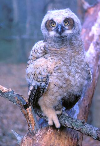 Great Horned Owl owlet