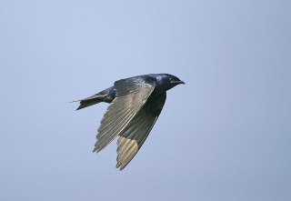 Purple Martin