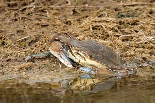 Blue Crab