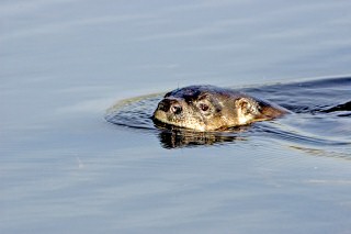 River Otter