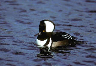 Hooded Merganser