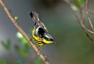 Magnolia Warbler