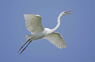 Great Egret