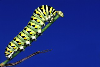 Black Swallowtail Butterfly caterpillar
