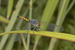 Immature Seaside Dragonlet
