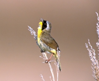 Male Common Yellowthroat Warbler