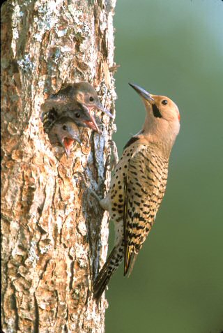 Yellow-shafted Flicker