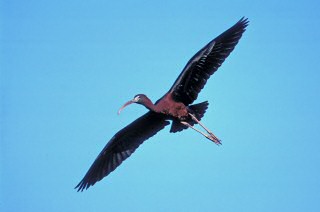Glossy Ibis