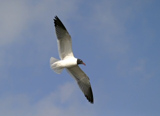 Laughing Gull