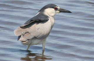 Black-crowned Night-Heron