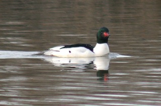 Male Common Merganser