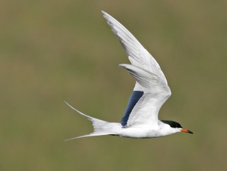 Forster's Tern