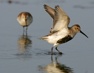 Dunlin
