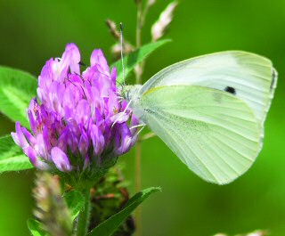Cabbage White Butterfly