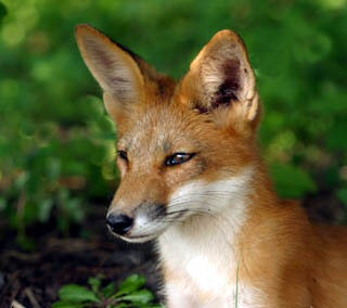 Red Fox