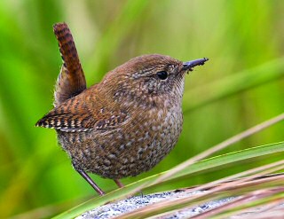 Winter Wren