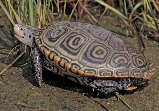 Diamondback Terrapin