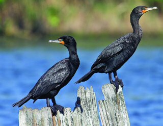 Double-crested Cormorants