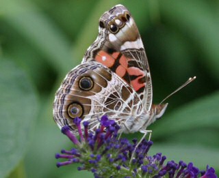 American Lady Butterfly