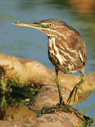 Green Heron