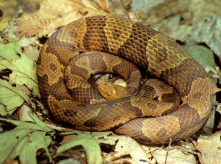 Northern Copperhead