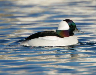 Bufflehead